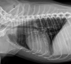 Fungal Pneumonia in Dogs and Cats: A Practical Clinical Overview for Veterinary Practice